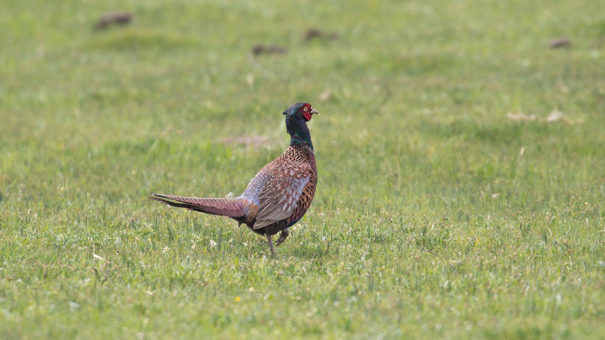 Ring-necked Pheasant - ML585836611