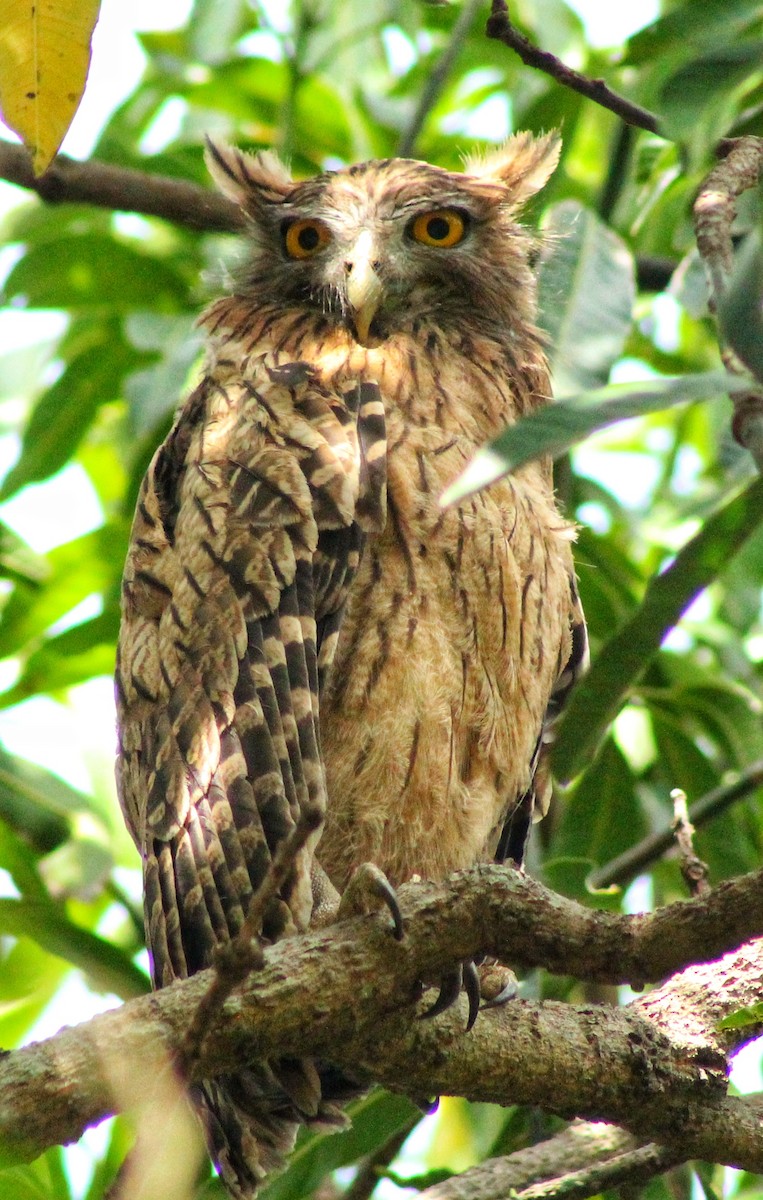 Brown Fish-Owl - Madhavi Babtiwale
