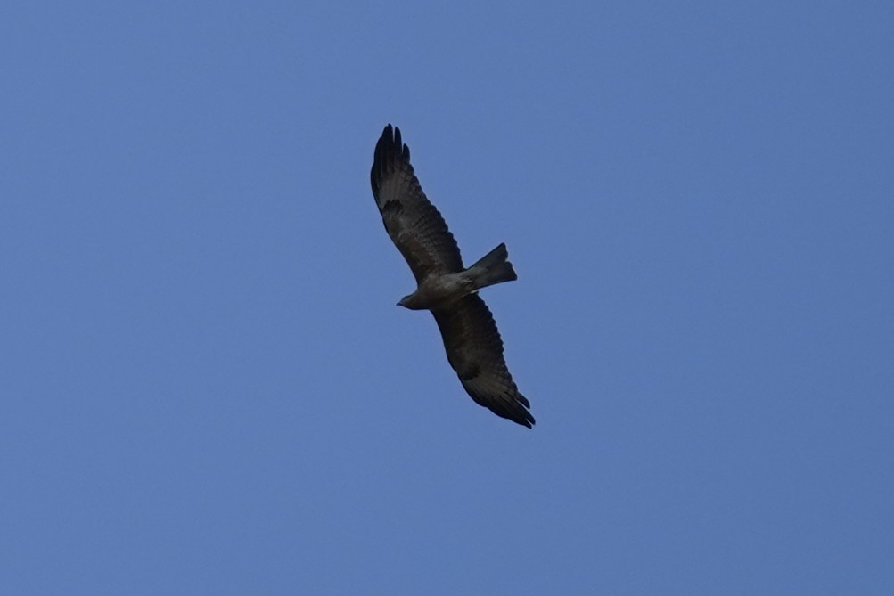 Square-tailed Kite - ML585839851
