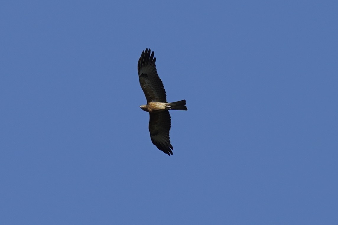 Square-tailed Kite - Joshua Moody