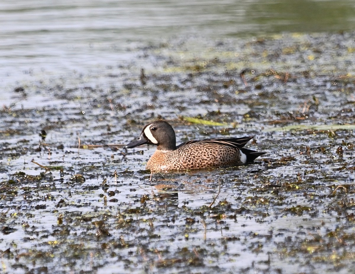 Blue-winged Teal - ML585840771