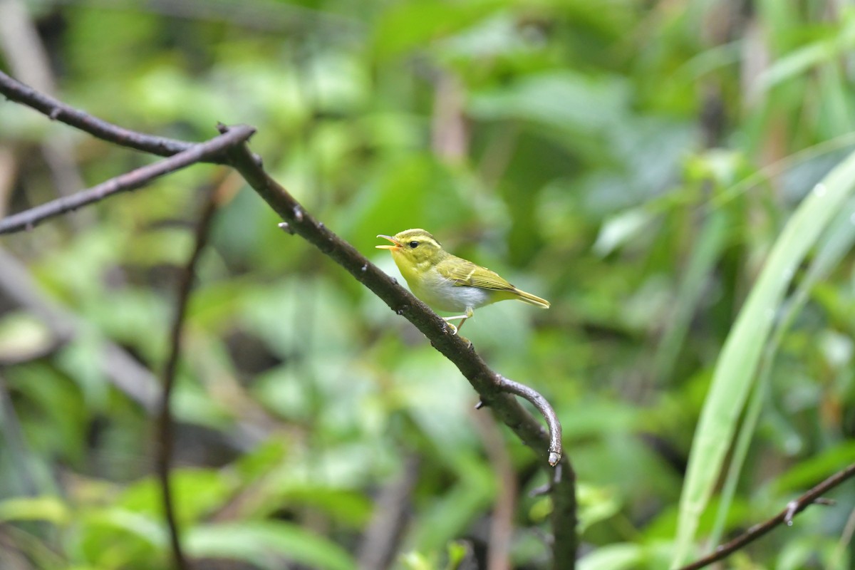 Yellow-vented Warbler - ML585841091