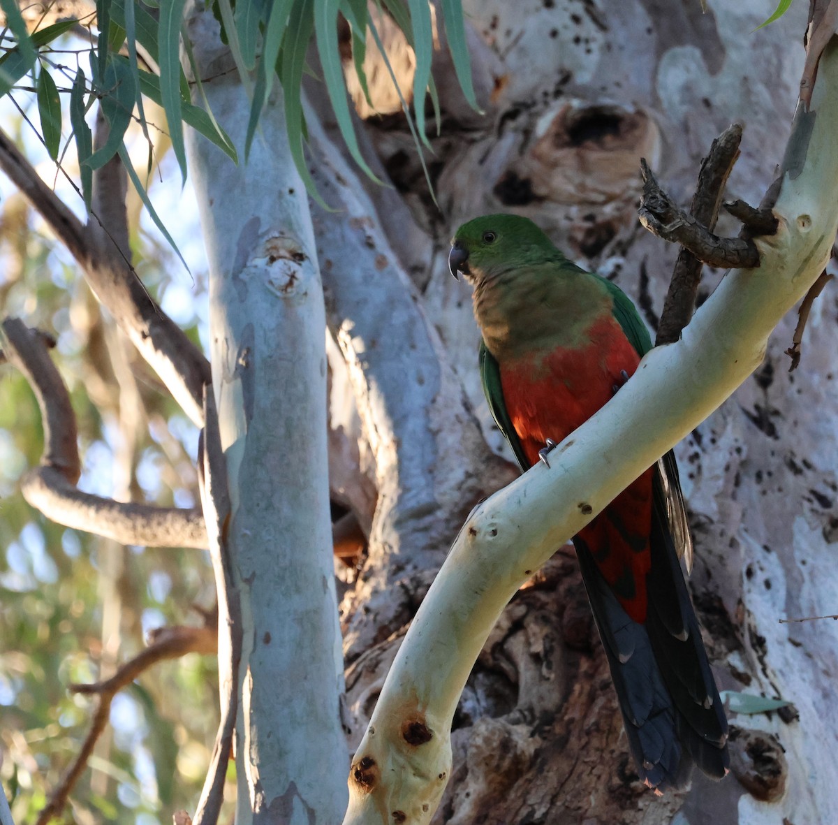 Australian King-Parrot - ML585841971