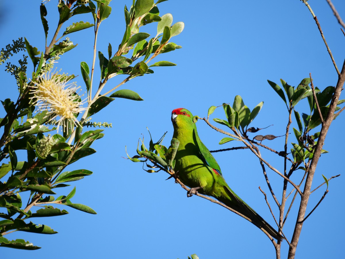 New Caledonian Parakeet - Jonathan Boucher