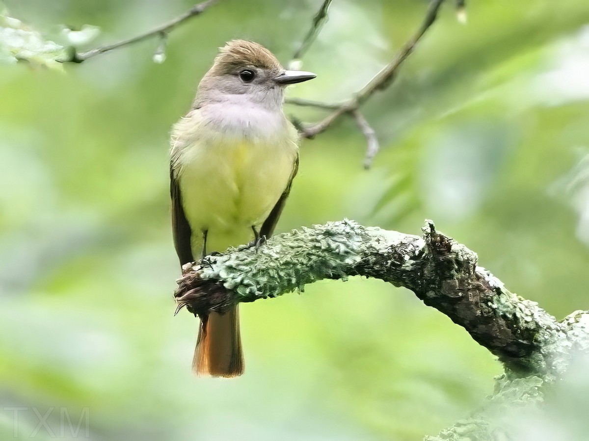 Great Crested Flycatcher - Marian Sole