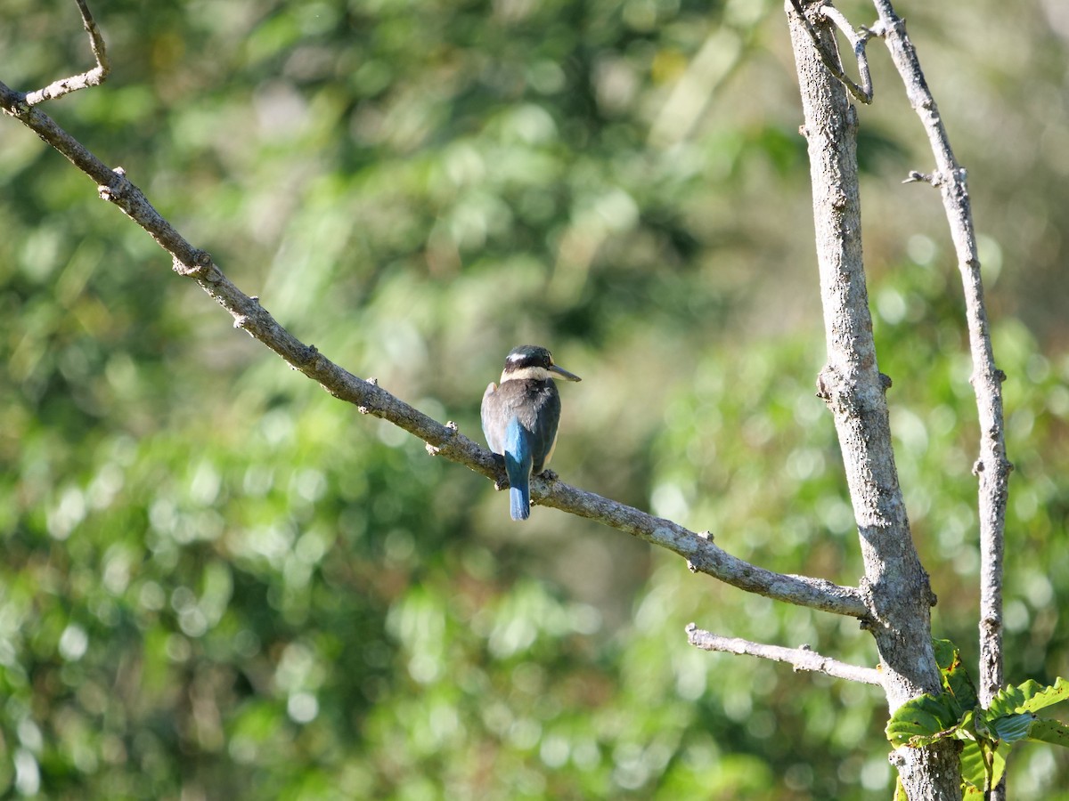 Sacred Kingfisher (New Caledonian) - ML585846281