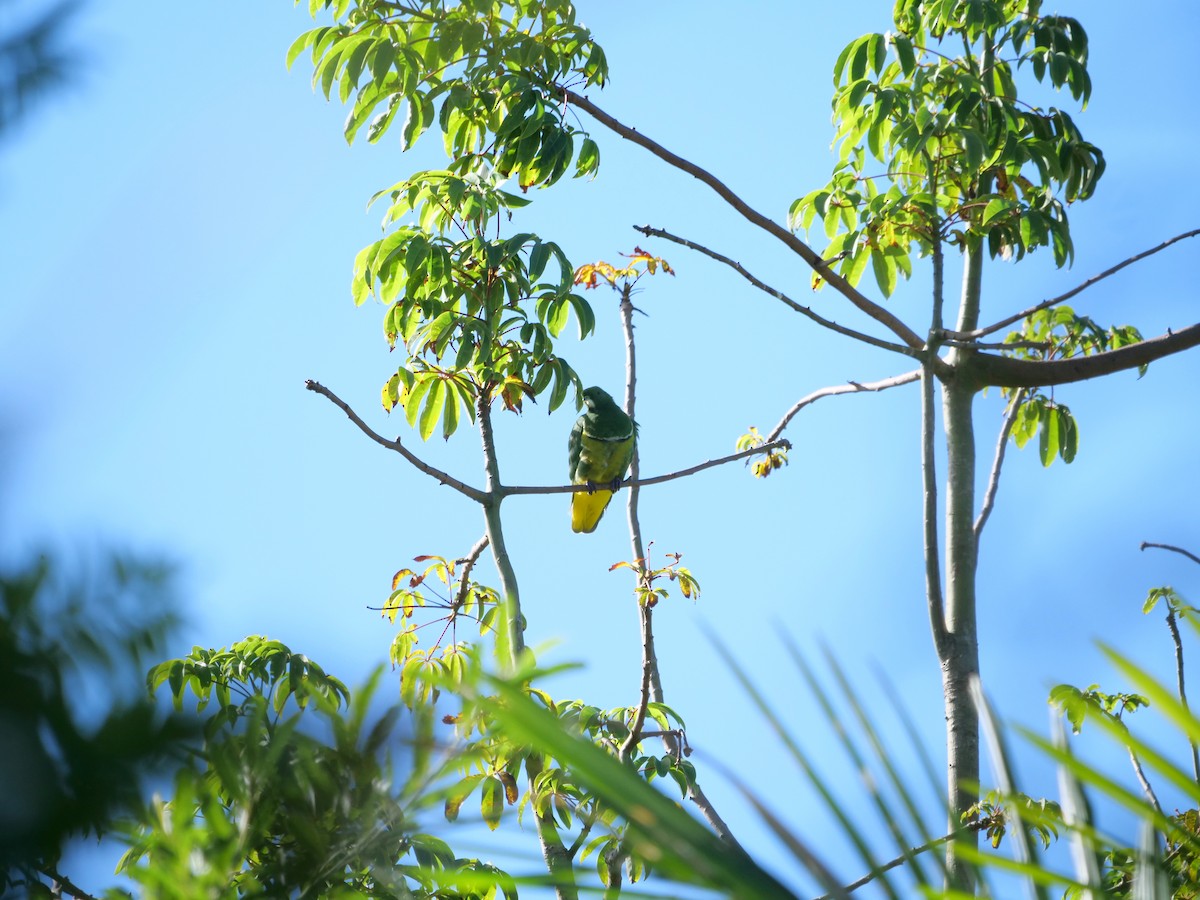 Cloven-feathered Dove - ML585846561