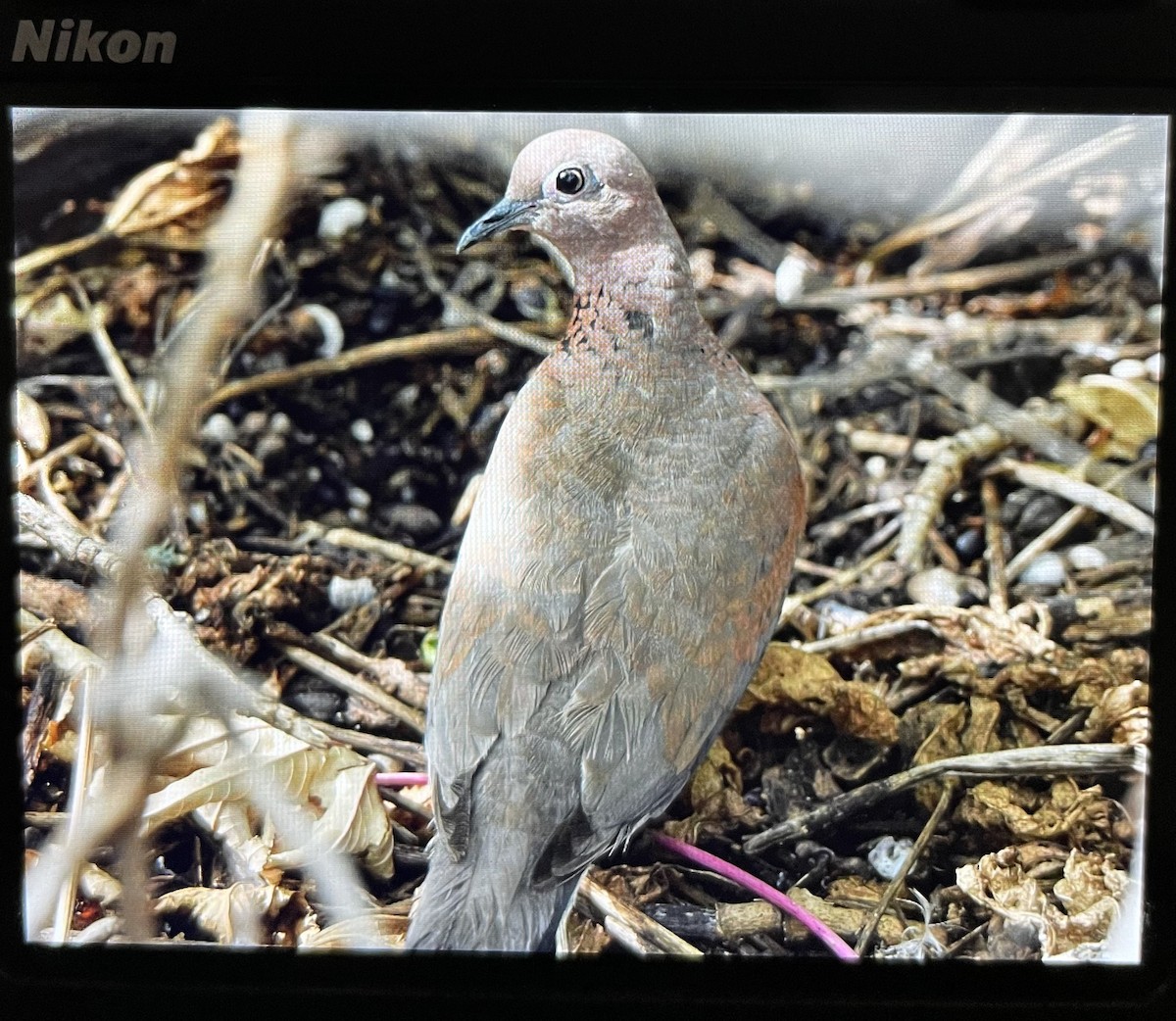 Laughing Dove - ML585847951
