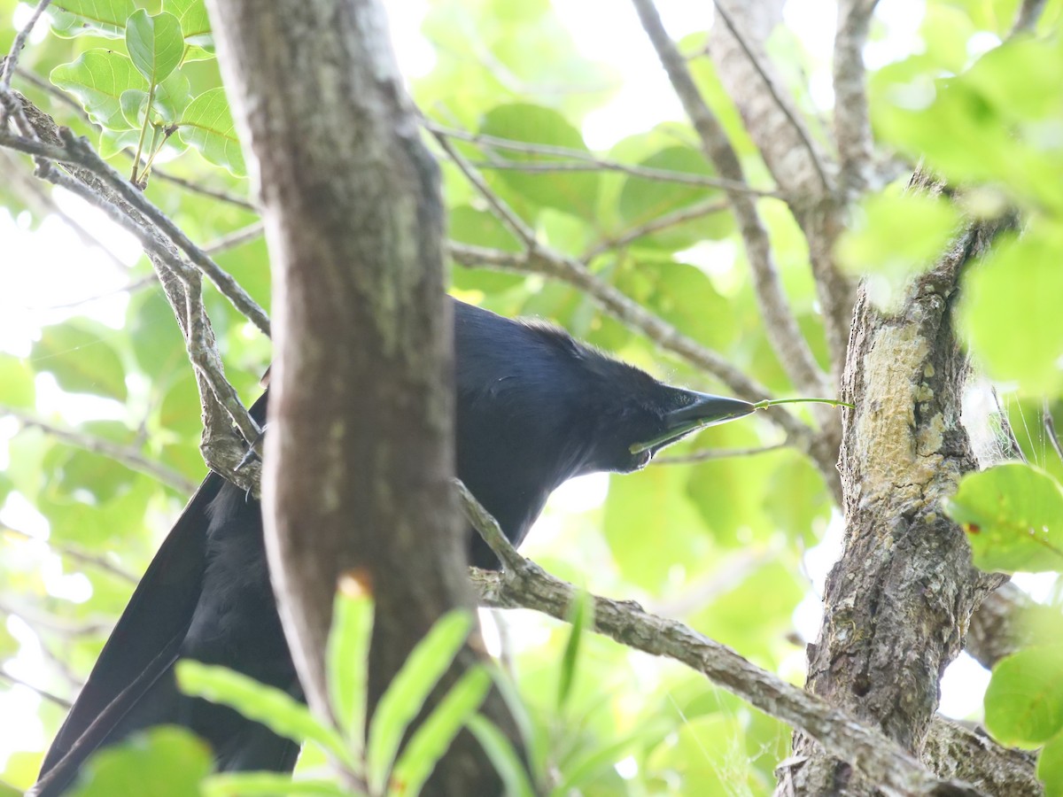 New Caledonian Crow - Jonathan Boucher
