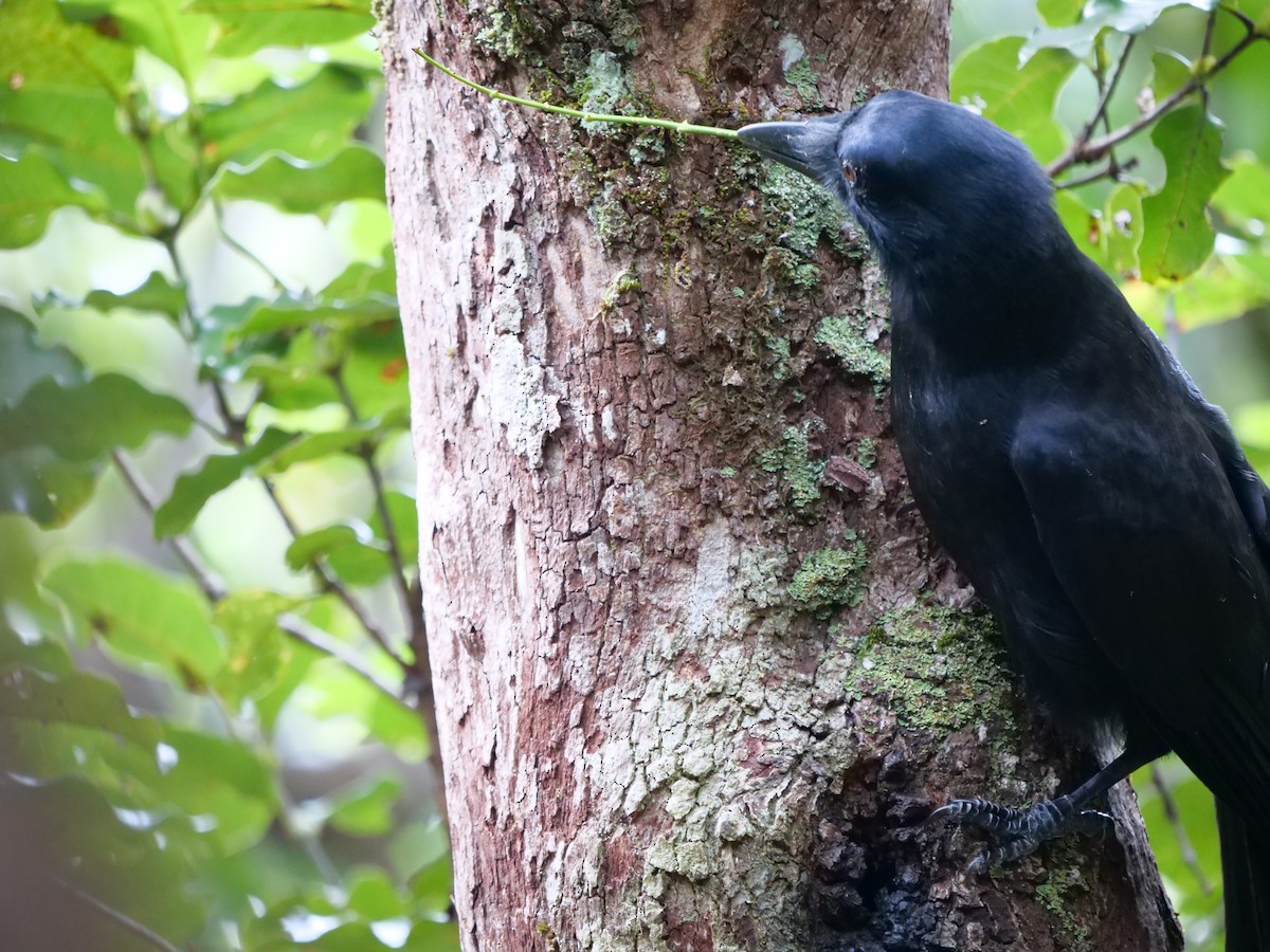 New Caledonian Crow - Jonathan Boucher