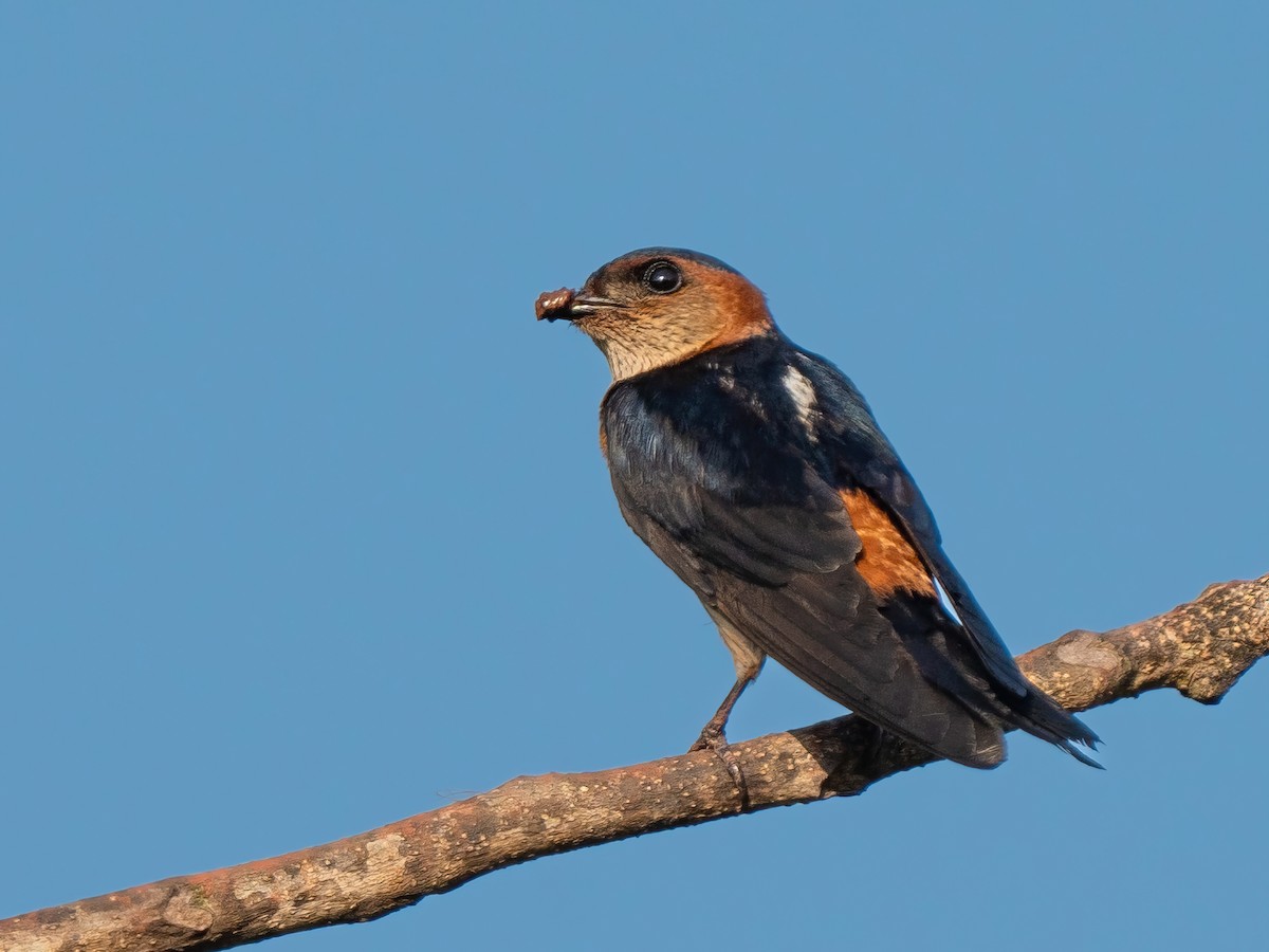 Red-rumped Swallow - ML585850601