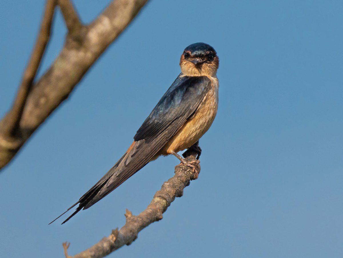 Red-rumped Swallow - ML585850611