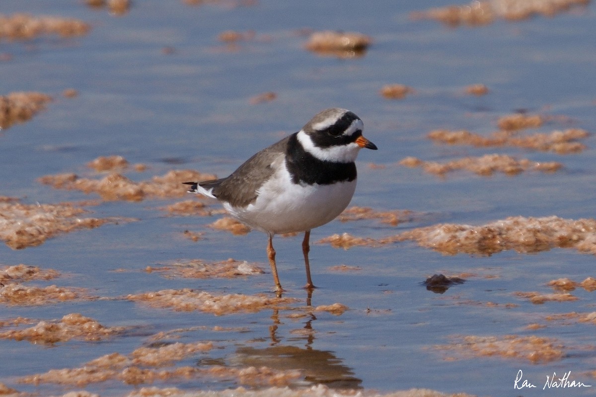 Common Ringed Plover - ML585852621