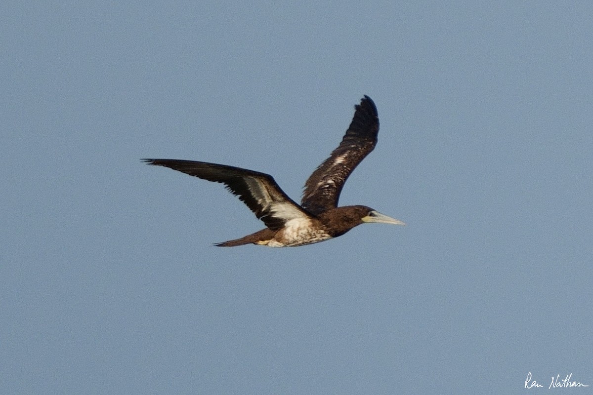 Brown Booby - ML585853591