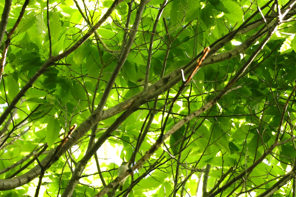 Eastern Crowned Warbler - Ying ZHOU