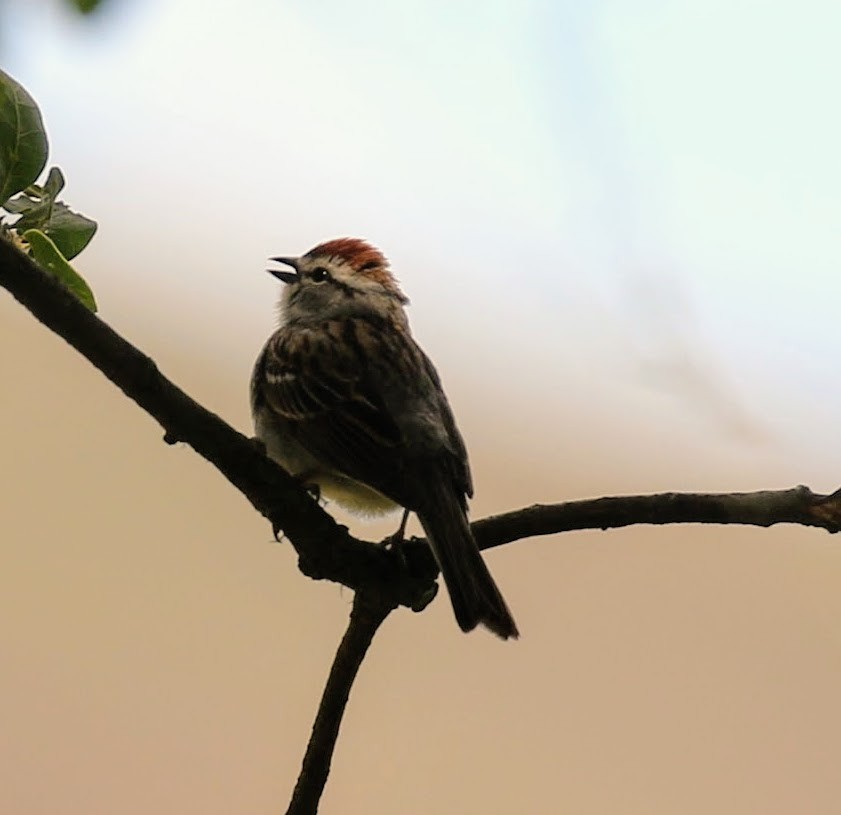 Chipping Sparrow - ML58585371