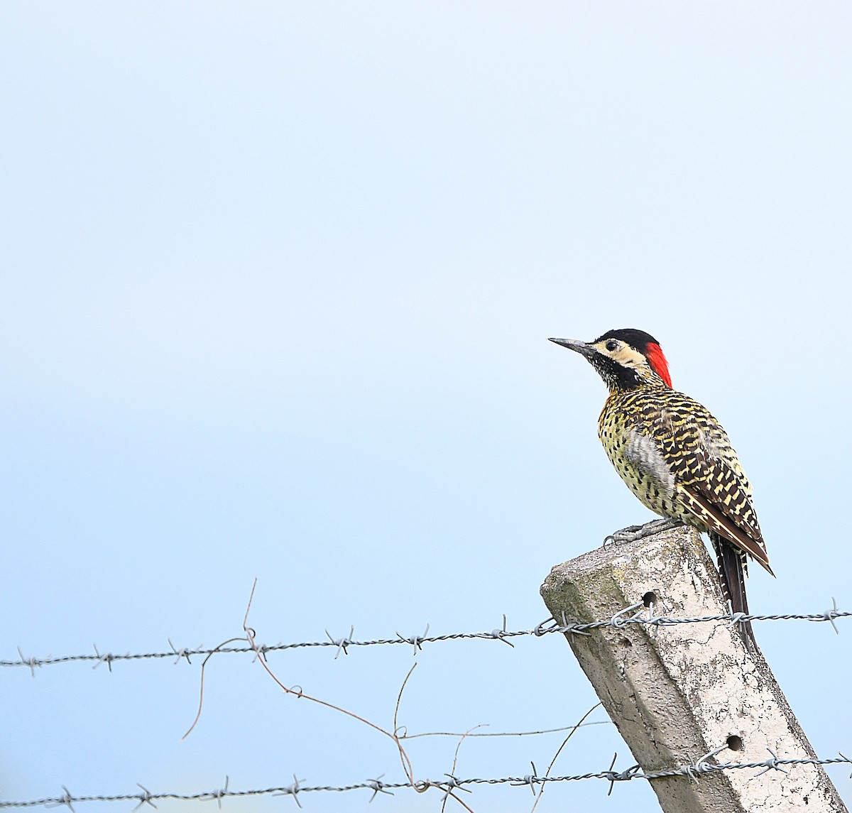 Green-barred Woodpecker - ML585854821