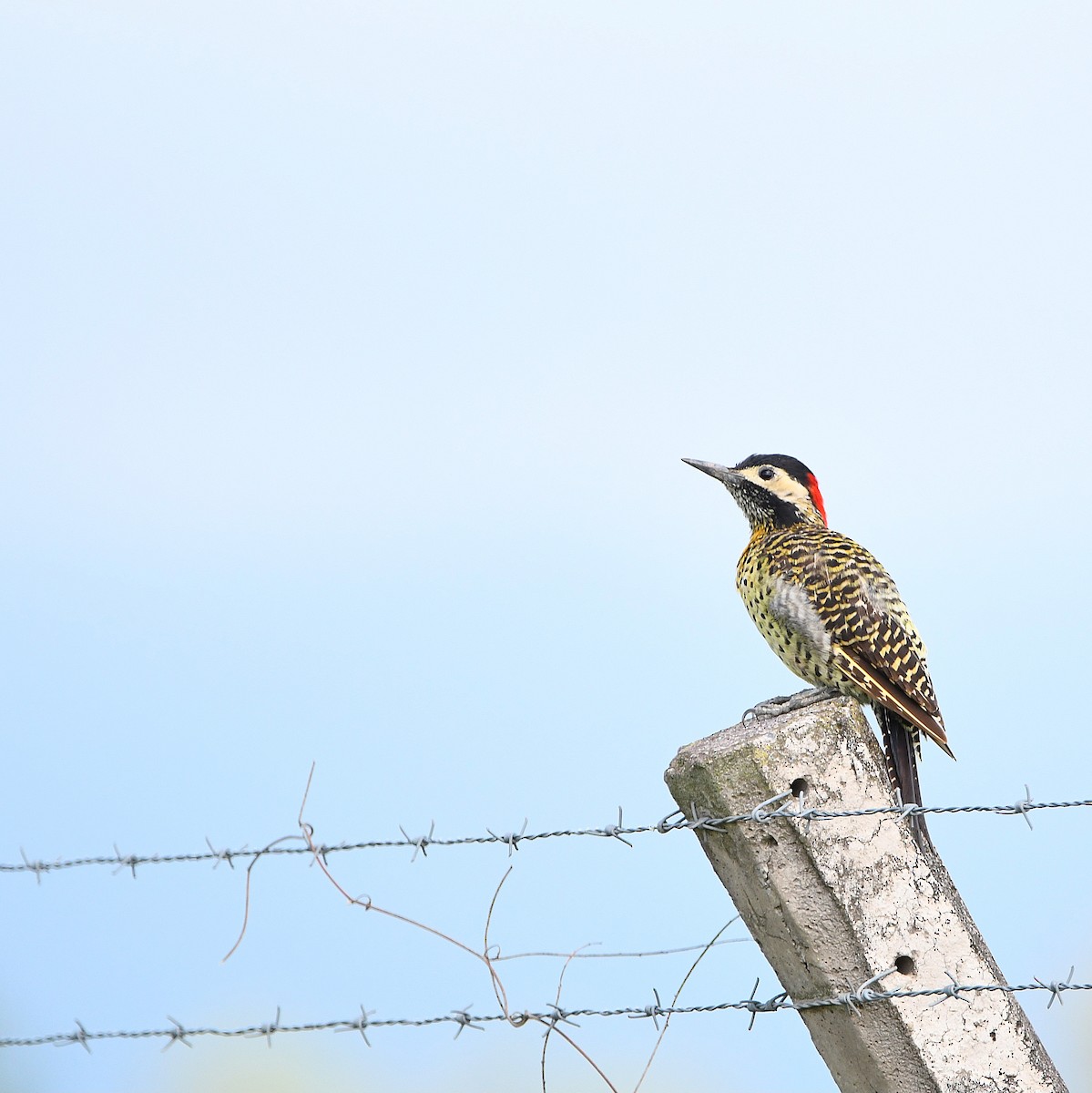 Green-barred Woodpecker - Ari Weiss