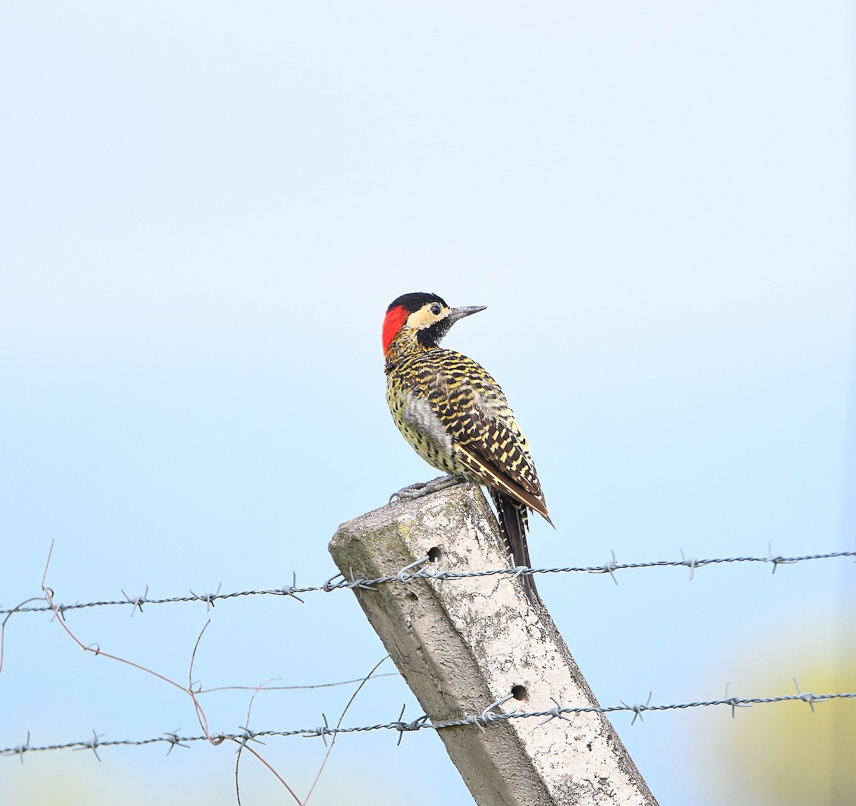 Green-barred Woodpecker - ML585854841