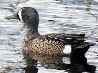 Blue-winged Teal, ML58585551