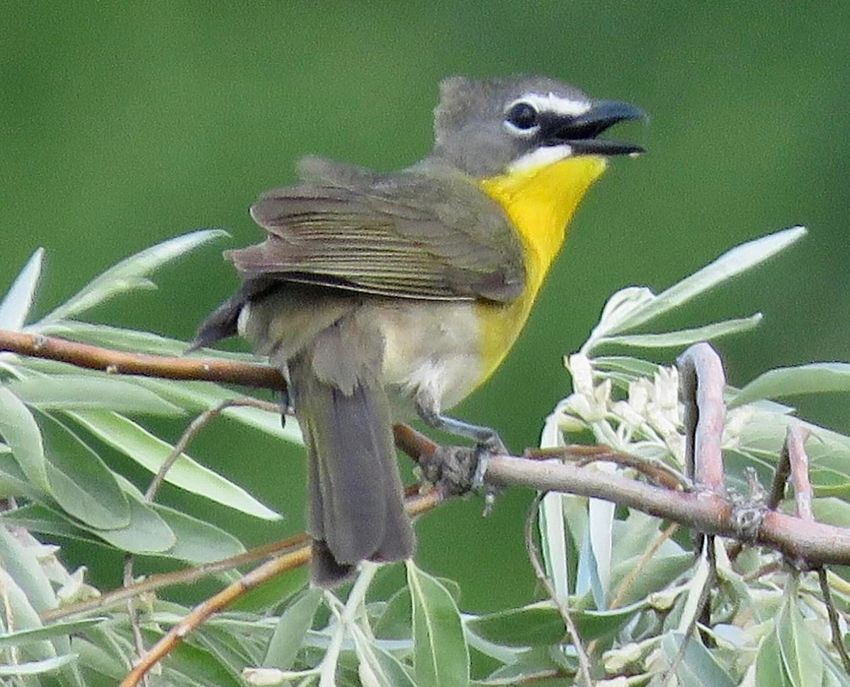 Yellow-breasted Chat - ML585858281