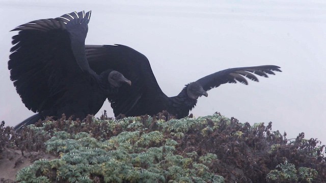 Black Vulture - ML585871611