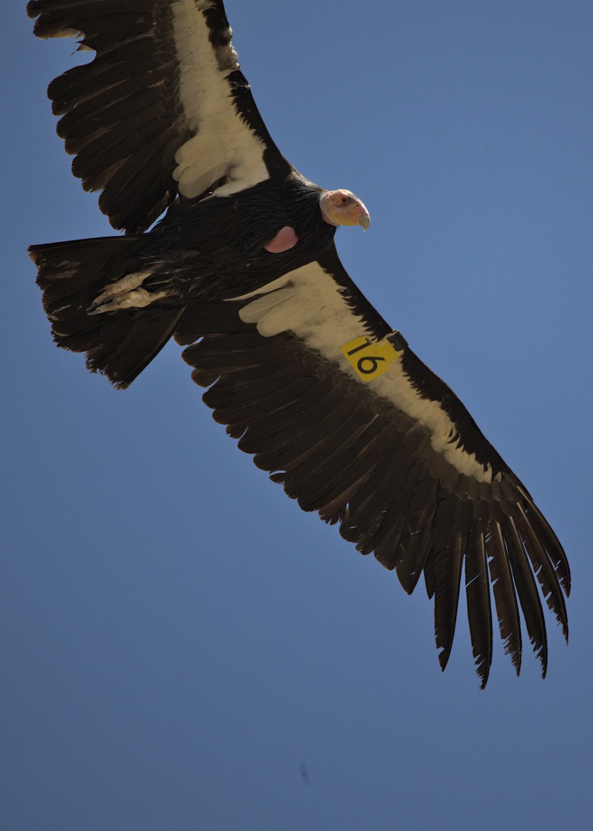 California Condor - ML585874411