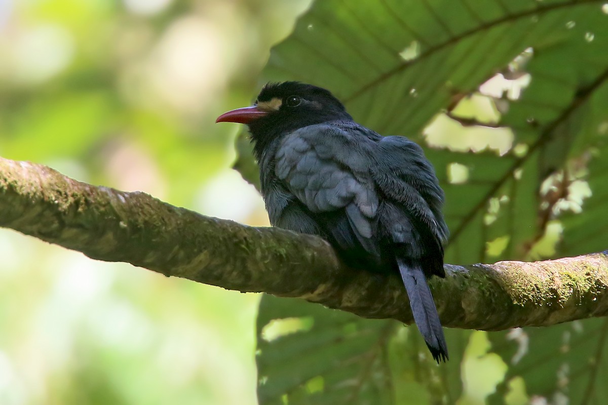 White-fronted Nunbird (Pale-winged) - ML585879091