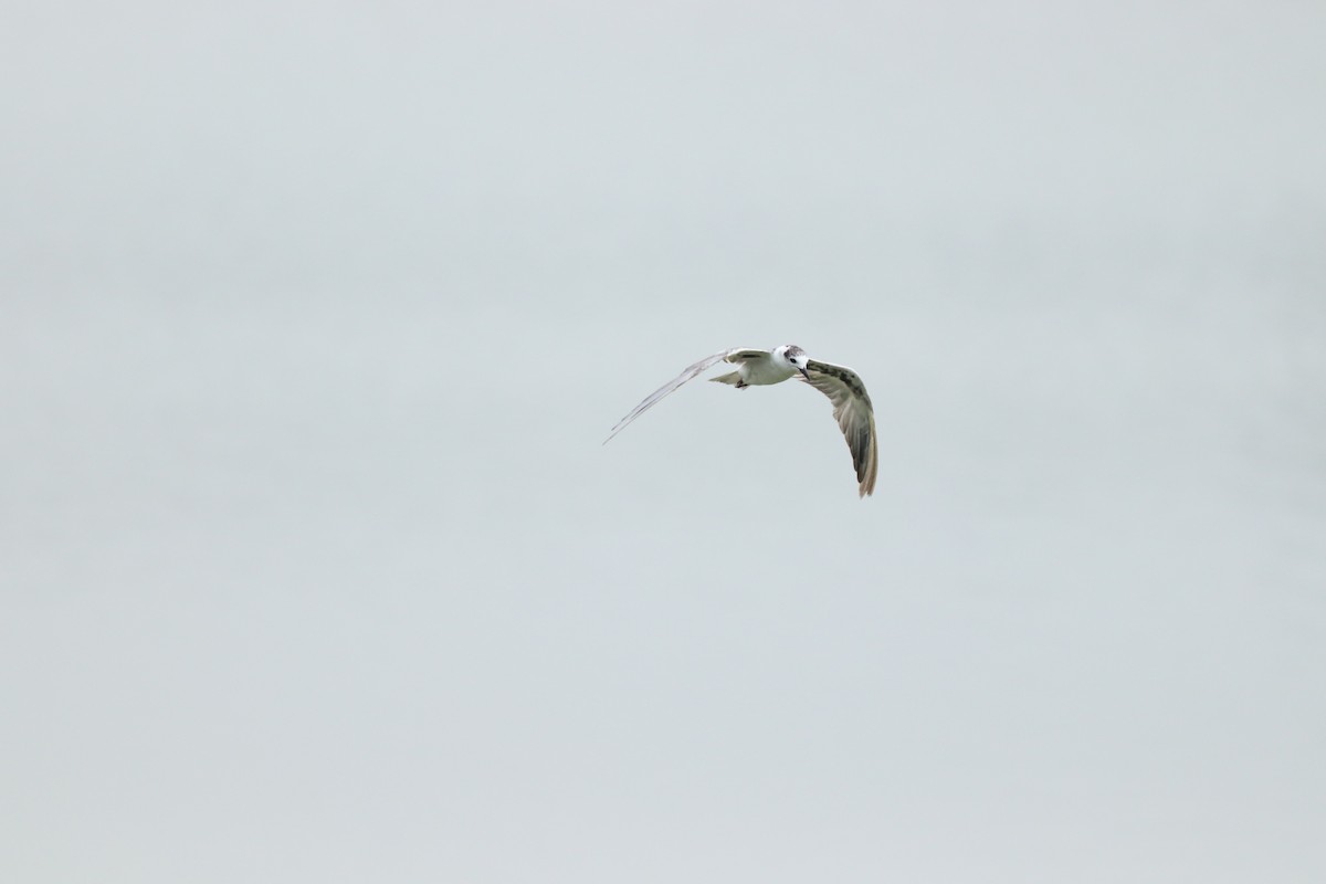 White-winged Tern - ML585880051