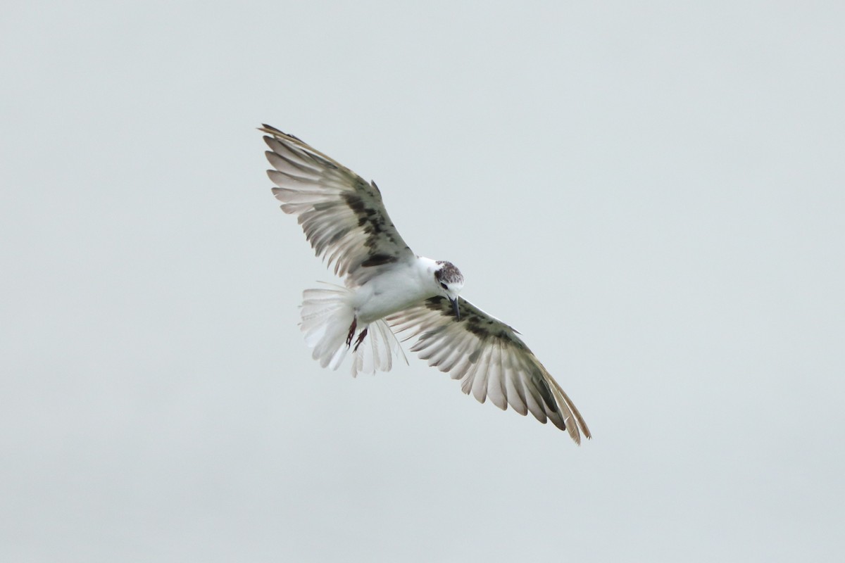 White-winged Tern - ML585881691