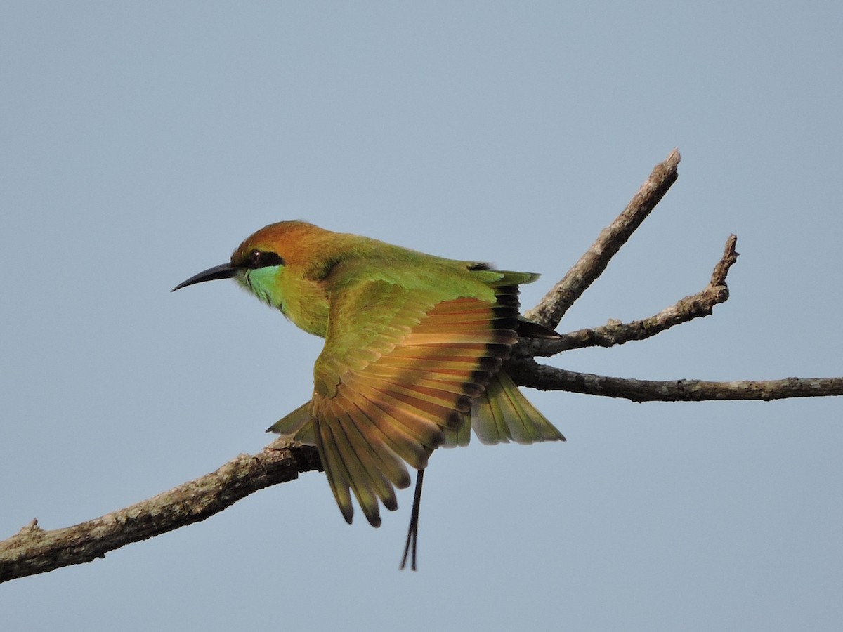 Asian Green Bee-eater - ML58588361