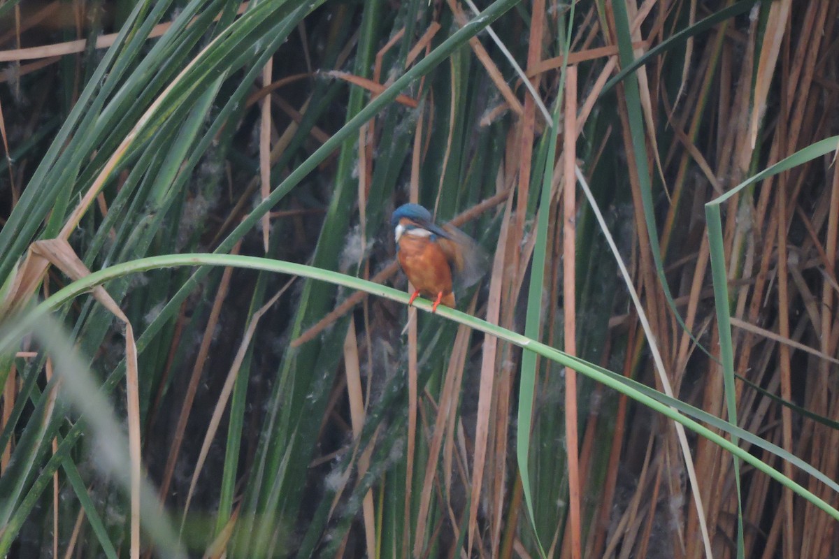 Common Kingfisher - Anirudh Kamakeri