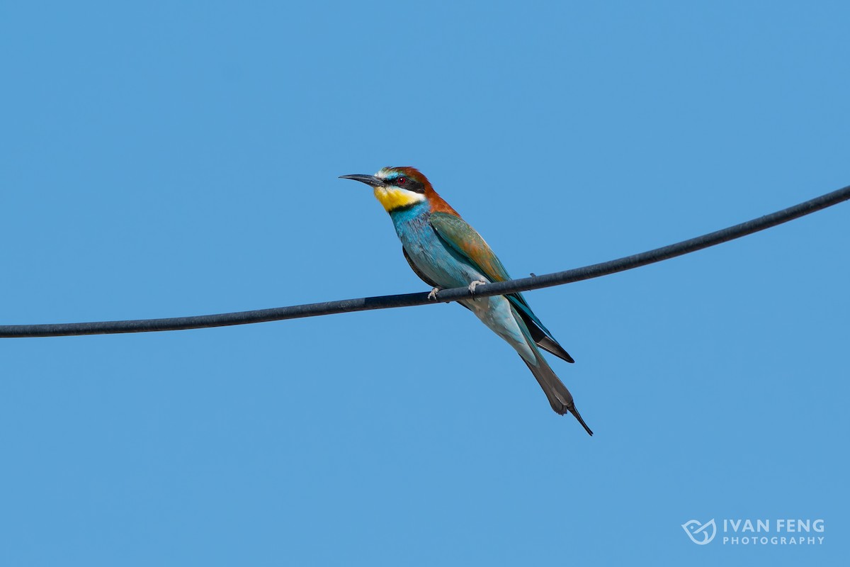 European Bee-eater - ML585886551