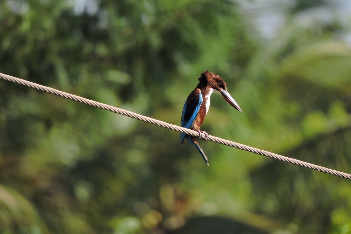 White-throated Kingfisher - Anirudh Kamakeri