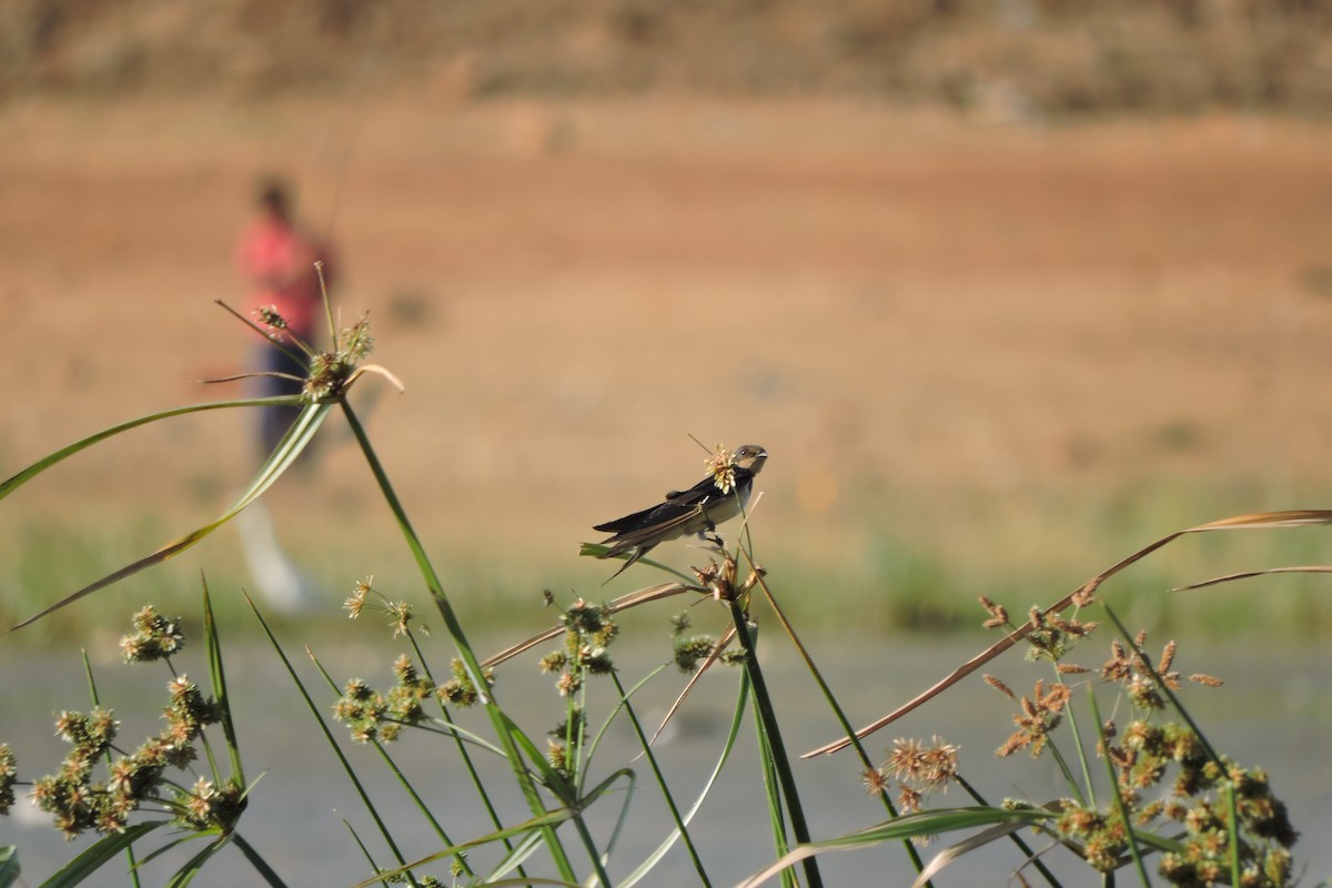 Barn Swallow - Anirudh Kamakeri