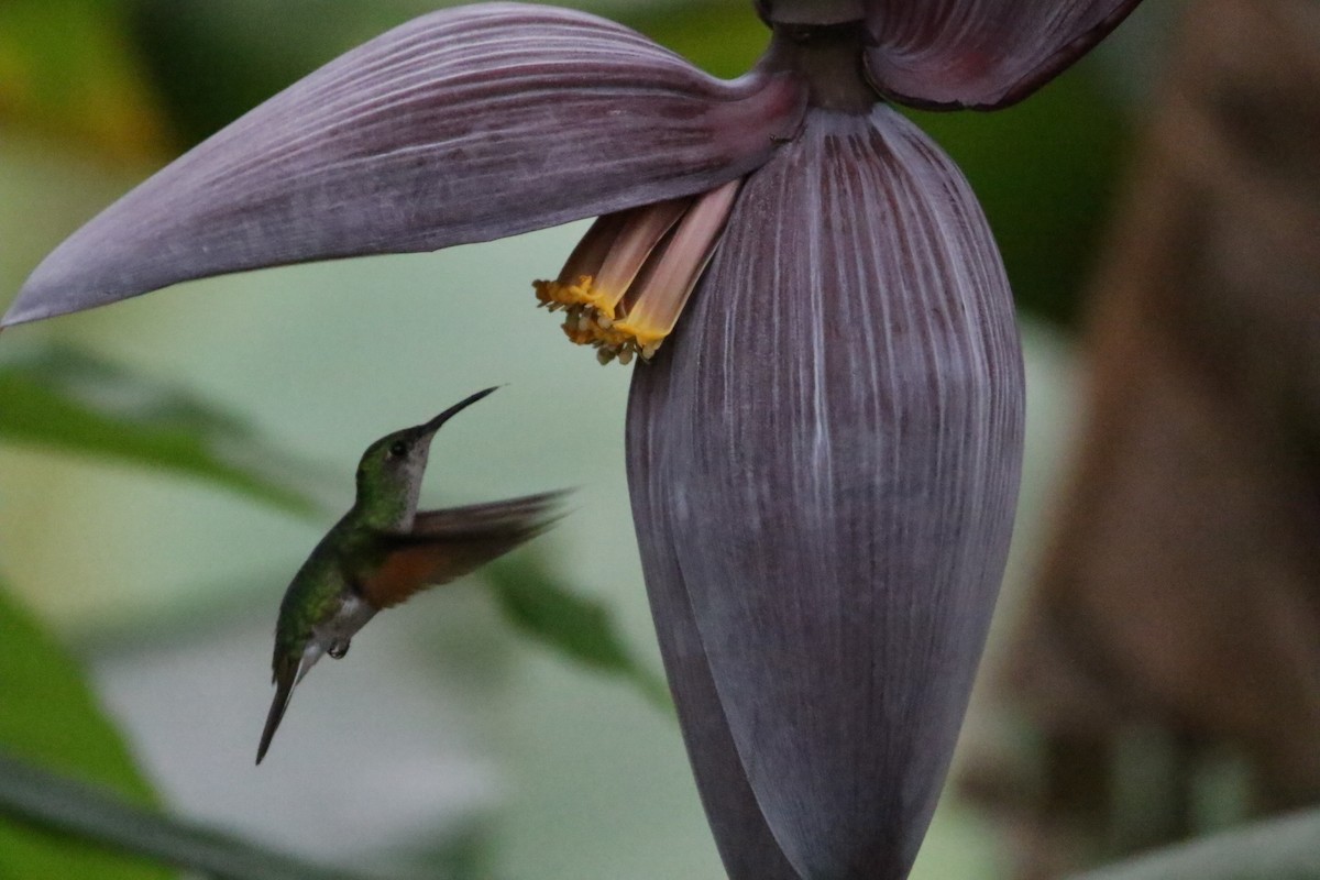 White-tailed Hummingbird - L. Ernesto Perez Montes (The Mexican Violetear 🦉)