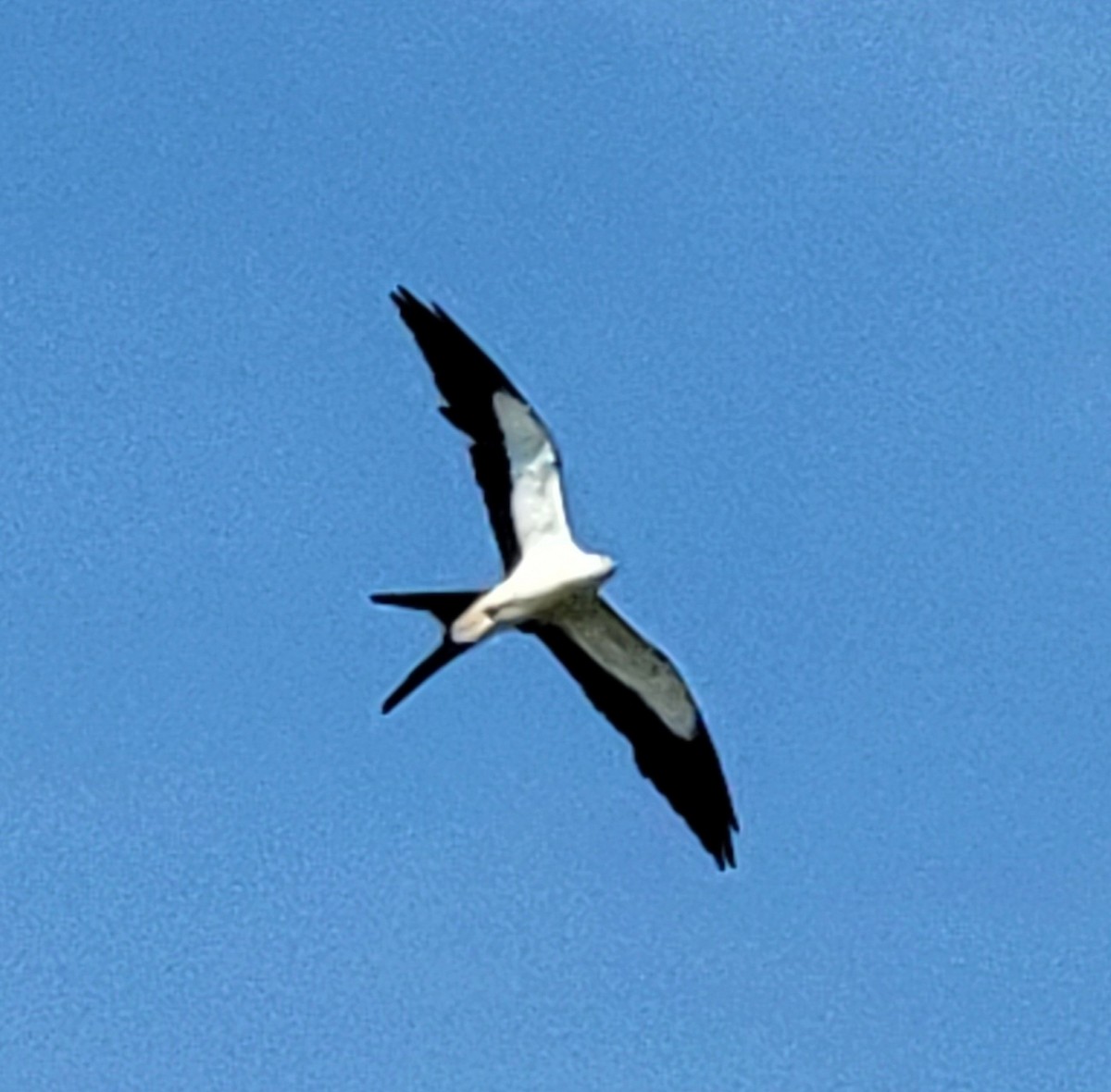 Swallow-tailed Kite - ML585894591