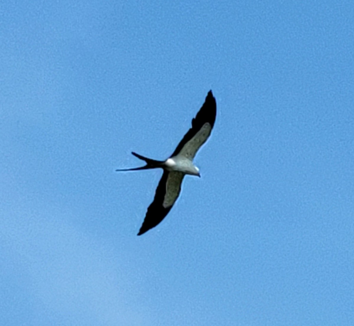 Swallow-tailed Kite - ML585894601