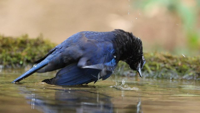 Малабарская синяя птица - ML585896111