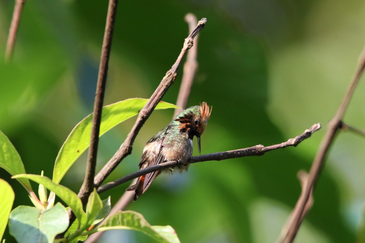Short-crested Coquette - ML585898351
