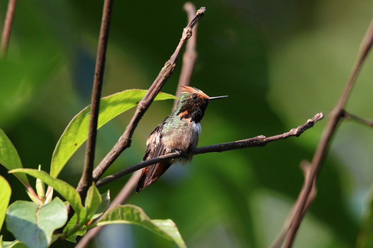 Short-crested Coquette - ML585898571