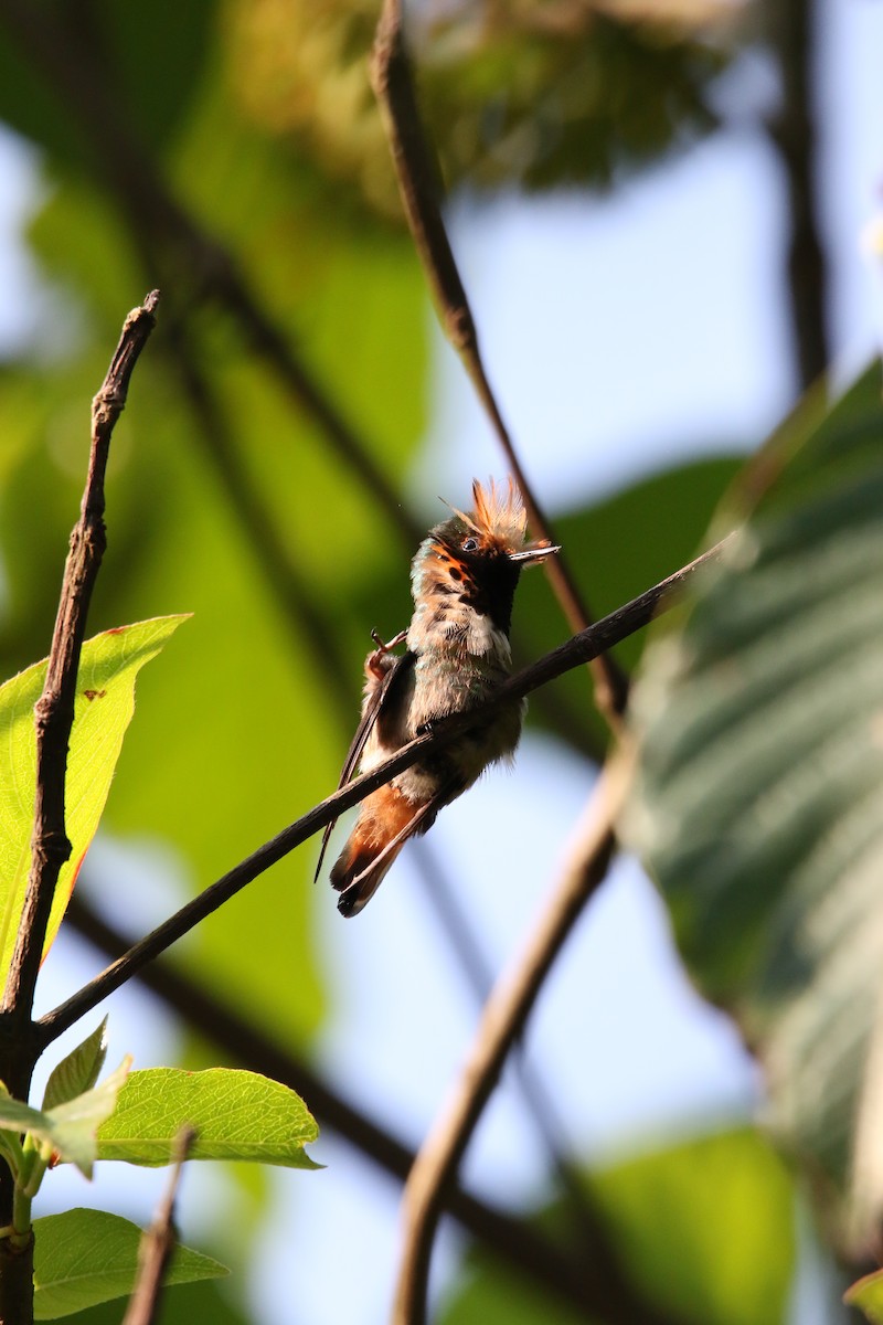 Short-crested Coquette - ML585899421