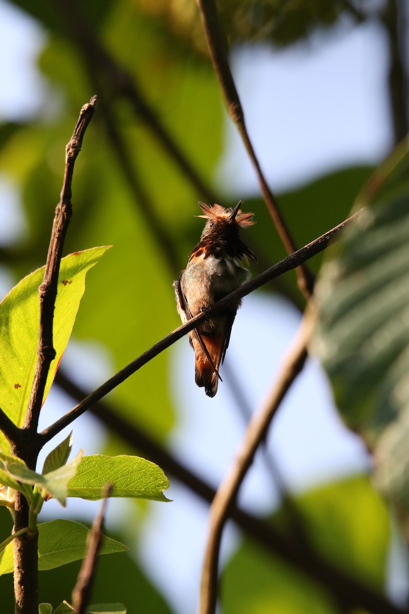Short-crested Coquette - ML585899881