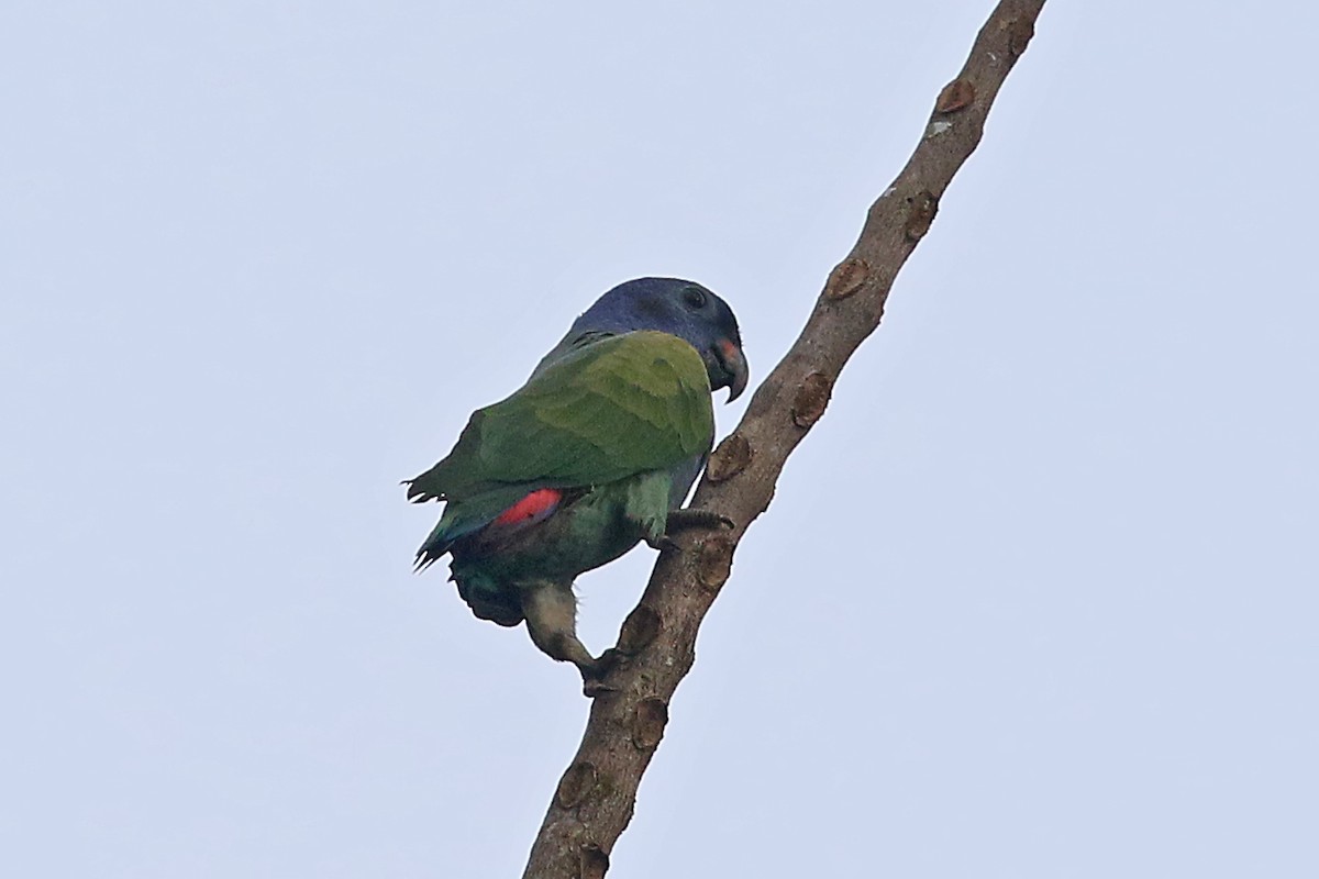 Папуга-червоногуз синьоголовий - ML585900321