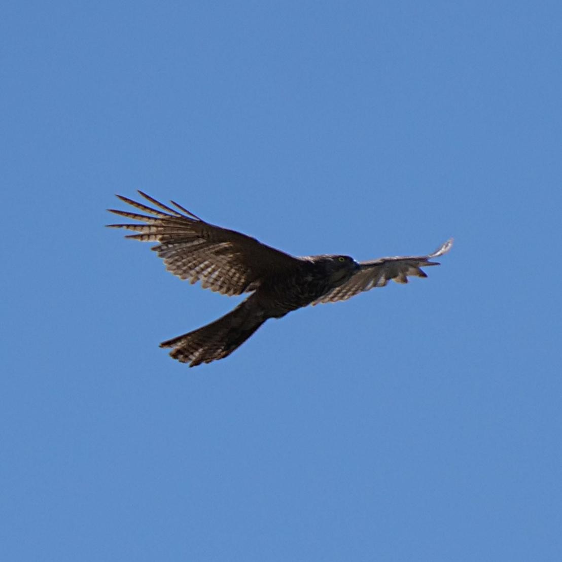 Collared Sparrowhawk - ML585900511