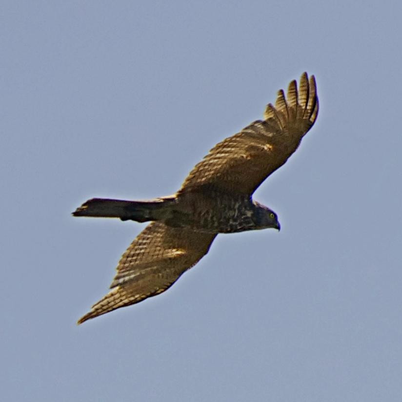 Collared Sparrowhawk - Rob Worona