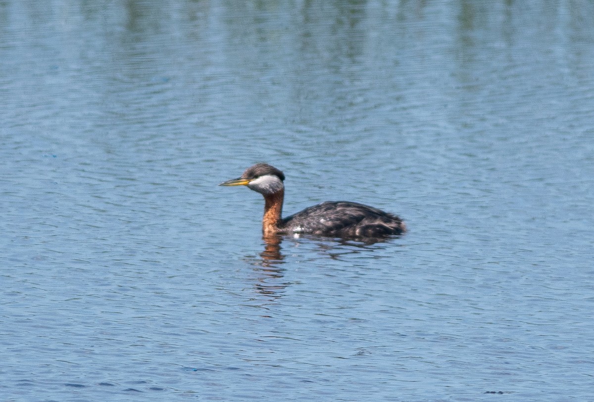 Red-necked Grebe - ML585901701