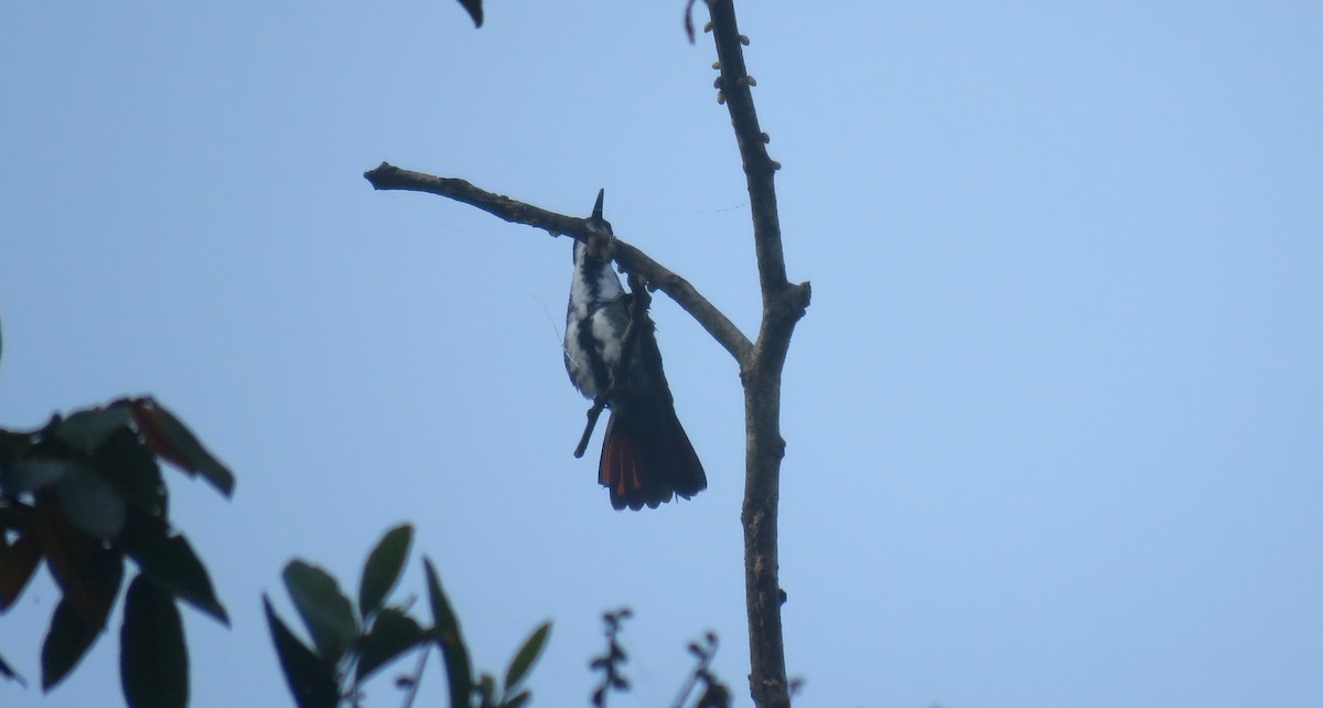 kolibřík tropický - ML58590361