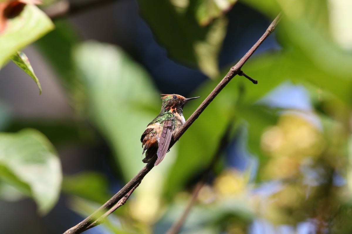 Short-crested Coquette - ML585904071