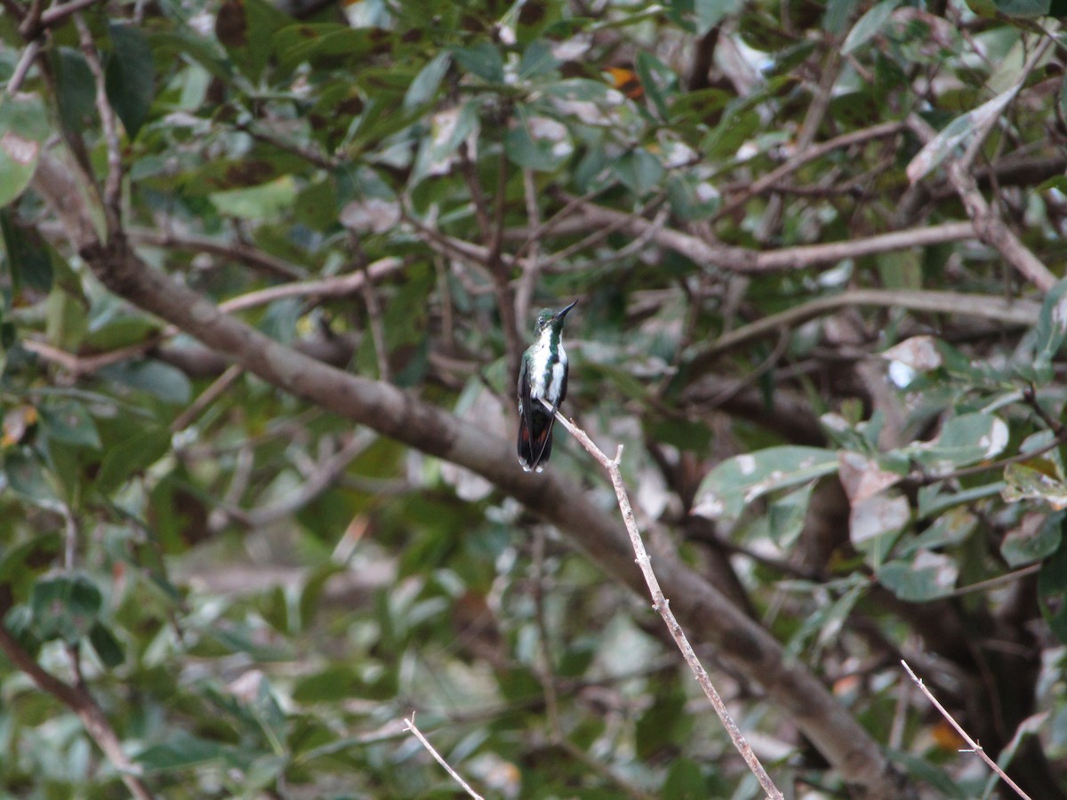 kolibřík křivozobec - ML585904671